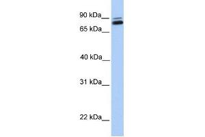 GGTL3 antibody used at 1 ug/ml to detect target protein. (GGT7 抗体  (C-Term))