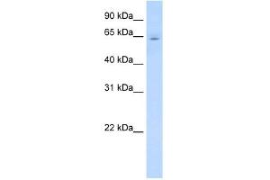 WB Suggested Anti-CYP2E1 Antibody Titration:  0. (CYP2E1 抗体  (C-Term))