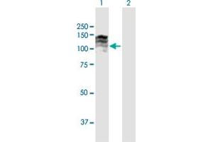 Western Blot analysis of TPO expression in transfected 293T cell line by TPO MaxPab polyclonal antibody. (Thyroperoxidase 抗体  (AA 1-933))