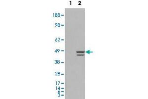 HEK293 overexpressing IRF2 and probed with IRF2 polyclonal antibody  (mock transfection in first lane), tested by Origene. (IRF2 抗体  (C-Term))