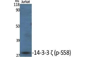 Western Blot (WB) analysis of specific cells using Phospho-14-3-3 zeta (S58) Polyclonal Antibody. (14-3-3 zeta 抗体  (pSer58))