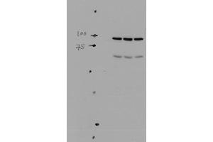 Western Blotting (WB) image for anti-Sodium Channel, Nonvoltage-Gated 1 alpha (SCNN1A) (AA 46-68) antibody (ABIN863202)