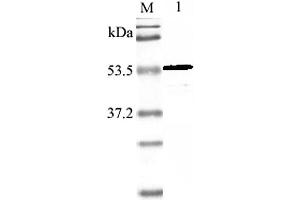 Western blot analysis using anti-Nampt (mouse), pAb  at 1:2'000 dilution. (NAMPT 抗体)