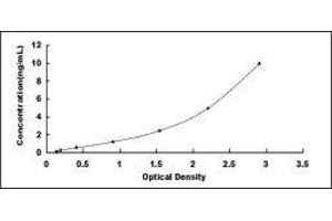 ELISA image for Oxytocin Receptor (OXTR) ELISA Kit (ABIN433046)