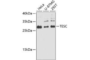 Western blot analysis of extracts of various cell lines, using TESC antibody (ABIN6132911, ABIN6149009, ABIN6149011 and ABIN6224756) at 1:3000 dilution.