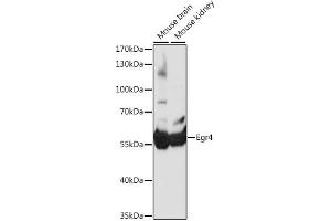 Western blot analysis of extracts of various cell lines, using Egr4 antibody (ABIN7266889) at 1:1000 dilution. (EGR4 抗体  (AA 1-367))