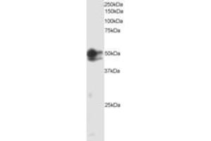 Image no. 1 for anti-SMAD, Mothers Against DPP Homolog 2 (SMAD2) (AA 82-94) antibody (ABIN300075) (SMAD2 抗体  (AA 82-94))