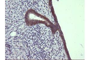 Image no. 3 for anti-Chromosome 4 Open Reading Frame 22 (C4orf22) antibody (ABIN1497057) (C4orf22 抗体)