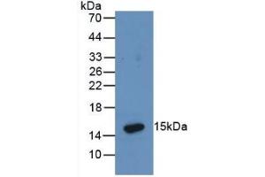 anti-H6 Tag antibody