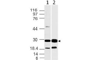 Image no. 1 for anti-14-3-3 theta (YWHAQ) (AA 20-225) antibody (ABIN5027004) (14-3-3 theta 抗体  (AA 20-225))