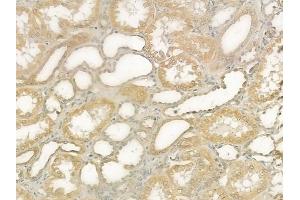 ABIN6265566 and ABIN6276558 at 1/100 staining human normal kidney tissue by IHC-P.