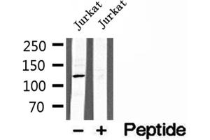 Western Blotting (WB) image for anti-Microtubule Associated Monoxygenase, Calponin and LIM Domain Containing 1 (MICAL1) (Internal Region) antibody (ABIN6263251)