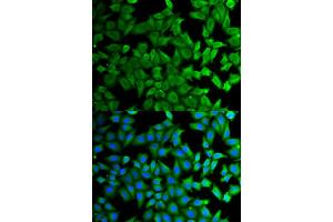 Immunofluorescence (IF) image for anti-Kallikrein B, Plasma (Fletcher Factor) 1 (KLKB1) antibody (ABIN1876506) (KLKB1 抗体)