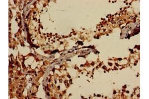 Immunohistochemistry of paraffin-embedded human testis tissue using ABIN7152137 at dilution of 1:100