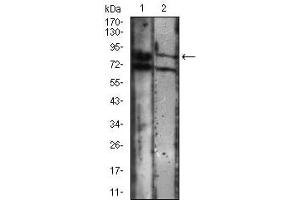 Western blot analysis using CDH16 mouse mAb against A431 (1), Jurkat (2) cell lysate.