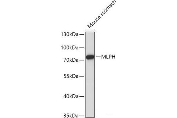 Melanophilin anticorps