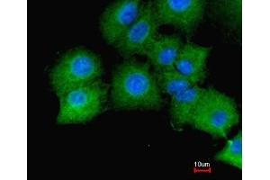 Immunofluorescence analysis of paraformaldehyde-fixed A549, merged with DNA probe, using GAPDH antibody at 1:200 dilution. (GAPDH 抗体  (AA 9-323))