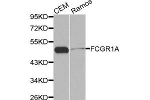 Western blot analysis of extracts of CEM and Ramos cell lines, using FCGR1A antibody. (FCGR1A 抗体)