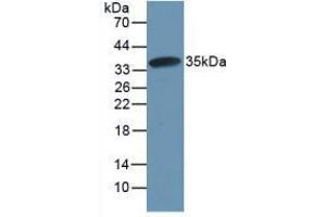 Western blot analysis of recombinant Rat CAPN1. (CAPNL1 抗体  (AA 387-694))