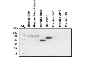 Western Blotting (WB) image for anti-Integrin-Binding Sialoprotein (IBSP) (Native Form) antibody (ABIN191977) (IBSP 抗体  (Native Form))