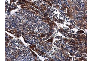 Immunohistochemistry (IHC) image for anti-Deoxyribonuclease I (DNASE1) antibody (ABIN2856669)