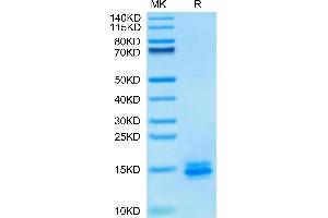 Biotinylated Human LILRB4 Domain 1 on Tris-Bis PAGE under reduced condition.