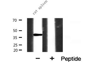 Western blot analysis of extracts from rat spleen, using NR2F6 antibody. (NR2F6 抗体  (N-Term))