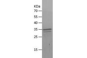 Western Blotting (WB) image for Chemokine (C-X-C Motif) Ligand 14 (CXCL14) (AA 35-111) protein (His-IF2DI Tag) (ABIN7122330) (CXCL14 Protein (AA 35-111) (His-IF2DI Tag))