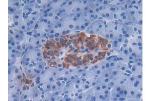 DAB staining on IHC-P; Samples: Human Pancreas Tissue (DEFa3 抗体  (AA 21-94))