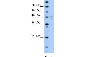 WB Suggested Anti-PDK4 Antibody Titration:  0.