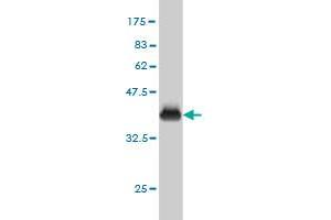 Western Blot detection against Immunogen (36. (Phenylalanyl-tRNA Synthetase, alpha Subunit (FARSA) (AA 101-201) 抗体)