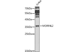 Western blot analysis of extracts of Jurkat cells, using MORF4L2 antibody (ABIN6128240, ABIN6143950, ABIN6143951 and ABIN6223485) at 1:1000 dilution. (MORF4L2 抗体  (AA 1-100))