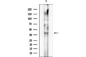 Western blot analysis of lysates from Rat testis, using CCR3 Mouse Monoclonal Antibody at 1/1000 dilution.