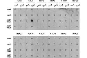 Dot-blot analysis of various methylation peptides using Dimethyl-Histone H3-K4 antibody (ABIN5969803). (Histone 3 抗体  (H3K4me2))
