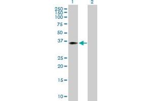 Western Blot analysis of WDR45 expression in transfected 293T cell line by WDR45 MaxPab polyclonal antibody. (WDR45 抗体  (AA 1-360))