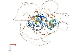 AlphaFold protein structure predicition of Human Recombinant LATS2 Protein, UniprotID Q9NRM7 (LATS2 Protein (AA 1-1088) (His tag))