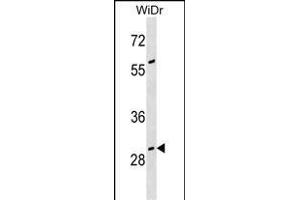 GAS2 Antibody (N-term) (ABIN1539544 and ABIN2850315) western blot analysis in WiDr cell line lysates (35 μg/lane).