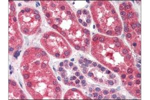 Human Kidney (formalin-fixed, paraffin-embedded) stained with FGFR1at 4 µg/ml followed by biotinylated anti-goat IgG secondary antibody, alkaline phosphatase-streptavidin and chromogen. (FGFR1 抗体  (C-Term))