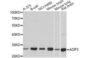 Western blot analysis of extracts of various cell lines, using AQP3 antibody. (AQP3 抗体  (AA 178-292))
