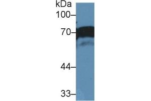 Western Blot; Sample: Human A431 cell lysate; Primary Ab: 2µg/ml Rabbit Anti-Human NUMB Antibody Second Ab: 0. (NUMB 抗体  (AA 376-482))