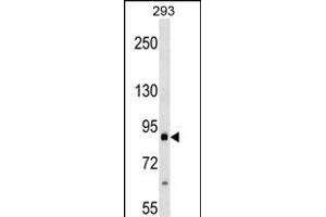 ITGB2 Antibody (ABIN1540012 and ABIN2838044) western blot analysis in 293 cell line lysates (35 μg/lane). (Integrin beta 2 抗体)