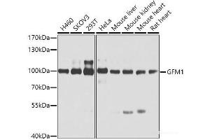 Western blot analysis of extracts of various cell lines using GFM1 Polyclonal Antibody at dilution of 1:3000. (GFM1 抗体)