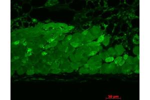 Immunohistochemistry analysis using Mouse Anti-Hsp90 Monoclonal Antibody, Clone 4F3. (HSP90 抗体  (Atto 594))