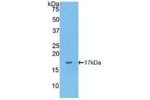 Detection of Recombinant IL1a, Canine using Polyclonal Antibody to Interleukin 1 Alpha (IL1a) (IL1A 抗体  (AA 132-265))