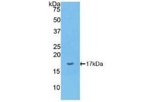 Detection of Recombinant IL1a, Canine using Polyclonal Antibody to Interleukin 1 Alpha (IL1a) (IL1A 抗体  (AA 132-265))