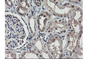 Image no. 4 for anti-RNA Binding Protein with Multiple Splicing (RBPMS) antibody (ABIN1500647) (RBPMS 抗体)