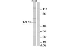 Western Blotting (WB) image for anti-TAF15 RNA Polymerase II, TATA Box Binding Protein (TBP)-Associated Factor, 68kDa (TAF15) (AA 351-400) antibody (ABIN2889706) (TAF15 抗体  (AA 351-400))