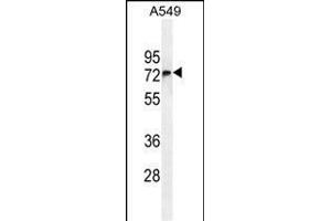 FBXO24 Antibody (Center) (ABIN654961 and ABIN2844600) western blot analysis in A549 cell line lysates (35 μg/lane). (FBXO24 抗体  (AA 118-145))