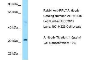 Western Blotting (WB) image for anti-Ribosomal Protein L7 (RPL7) (N-Term) antibody (ABIN2788853) (RPL7 抗体  (N-Term))
