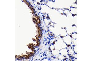 Immunohistochemistry of paraffin-embedded mouse lung using  antibody (ABIN7265709) at dilution of 1:100 (40x lens). (ATG3 抗体)